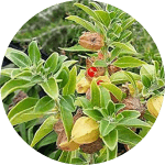 Ashwagandha herb