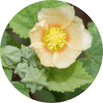 Bala herb