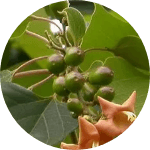 Gumshadi herb