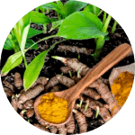 Haridra (Turmeric) herb