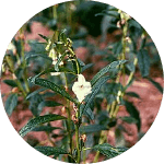 Sesame Oil